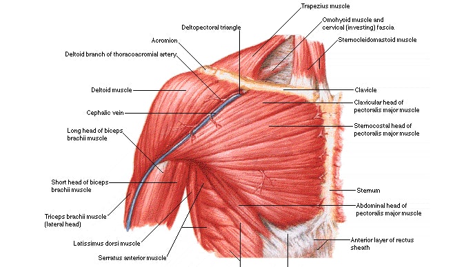 chest muscles anatomy